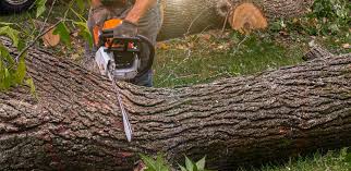 How Our Tree Care Process Works  in  Cibecue, AZ