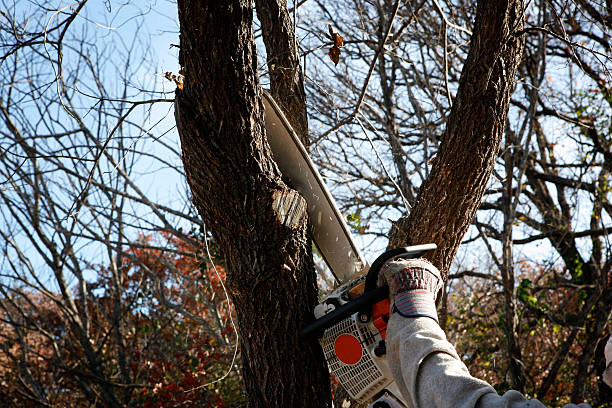 Trusted Cibecue, AZ Tree Care Experts